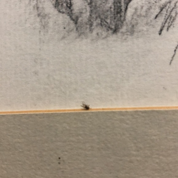 Virginia Miller Signed - Picture 7 of 8